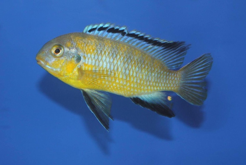 Tropheops sp. 'gome yellow' Gome Rock